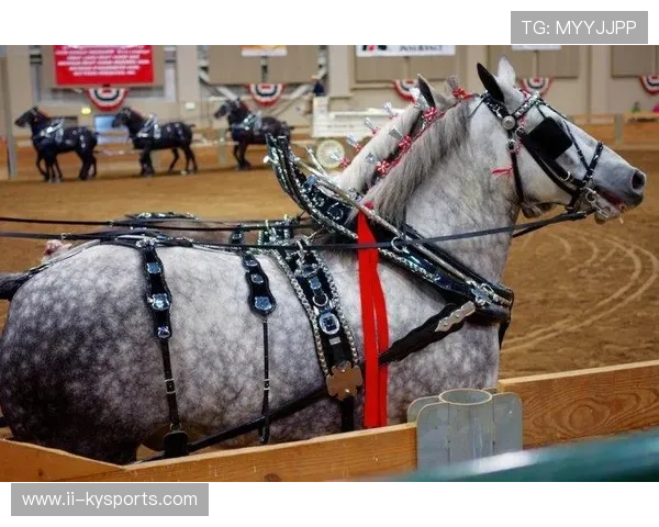 克罗地亚马术协会引入智能马鞍系统，实现实时数据监测与分析，提升骑乘体验。